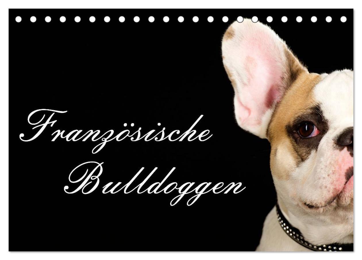 Cover: 9783383519543 | Französische Bulldoggen (Tischkalender 2024 DIN A5 quer), CALVENDO...