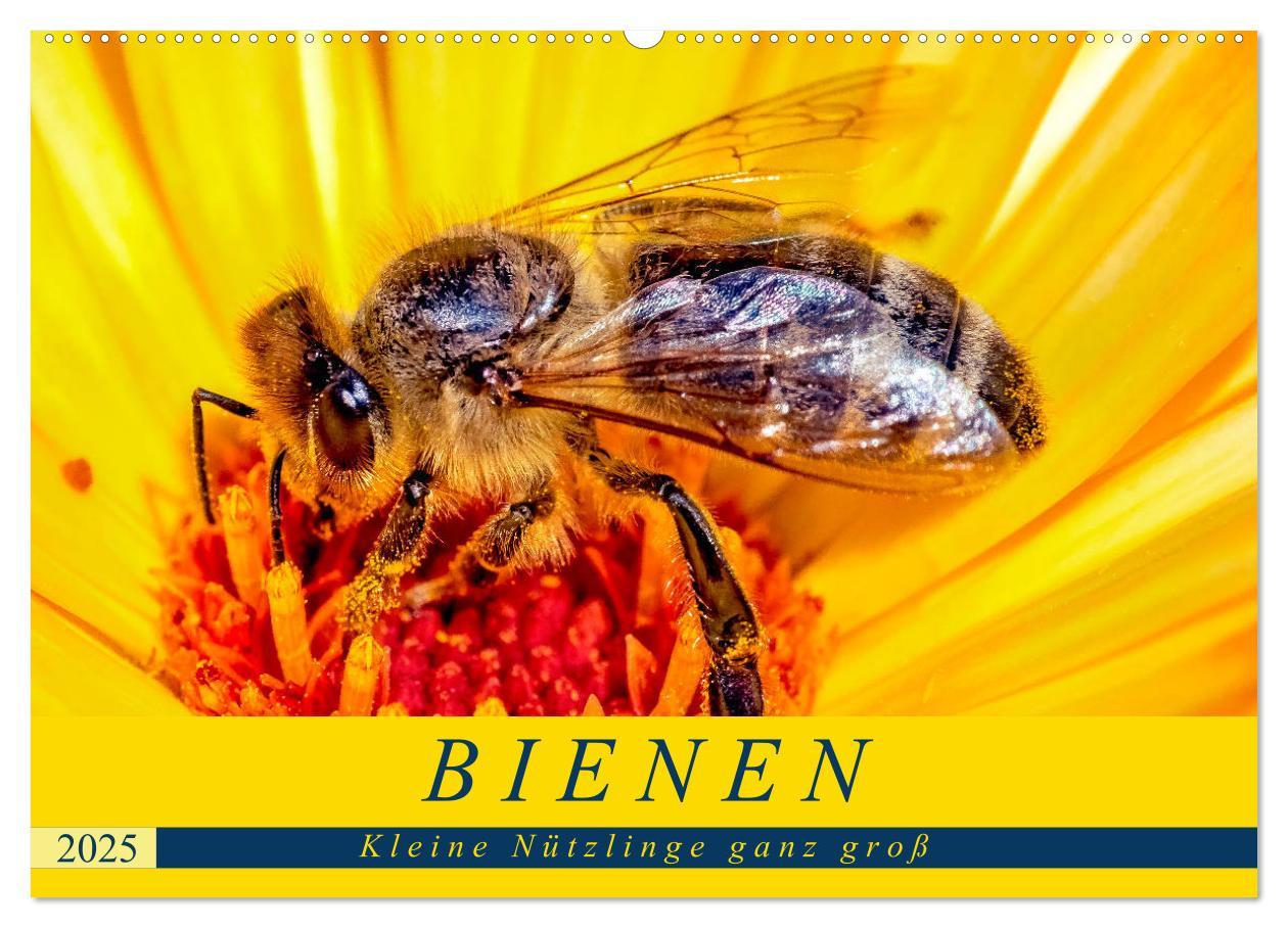 Cover: 9783435241569 | BIENEN - Kleine Nützlinge ganz groß (Wandkalender 2025 DIN A2...