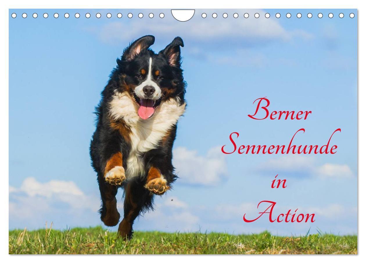 Cover: 9783383366918 | Berner Sennenhunde in Action (Wandkalender 2024 DIN A4 quer),...