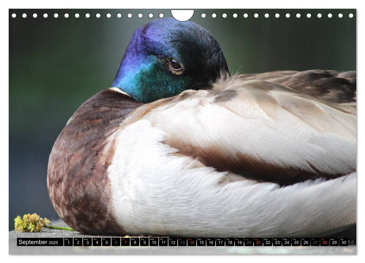 Bild: 9781325966127 | Lovely Water Birds (Wall Calendar 2025 DIN A4 landscape), CALVENDO...