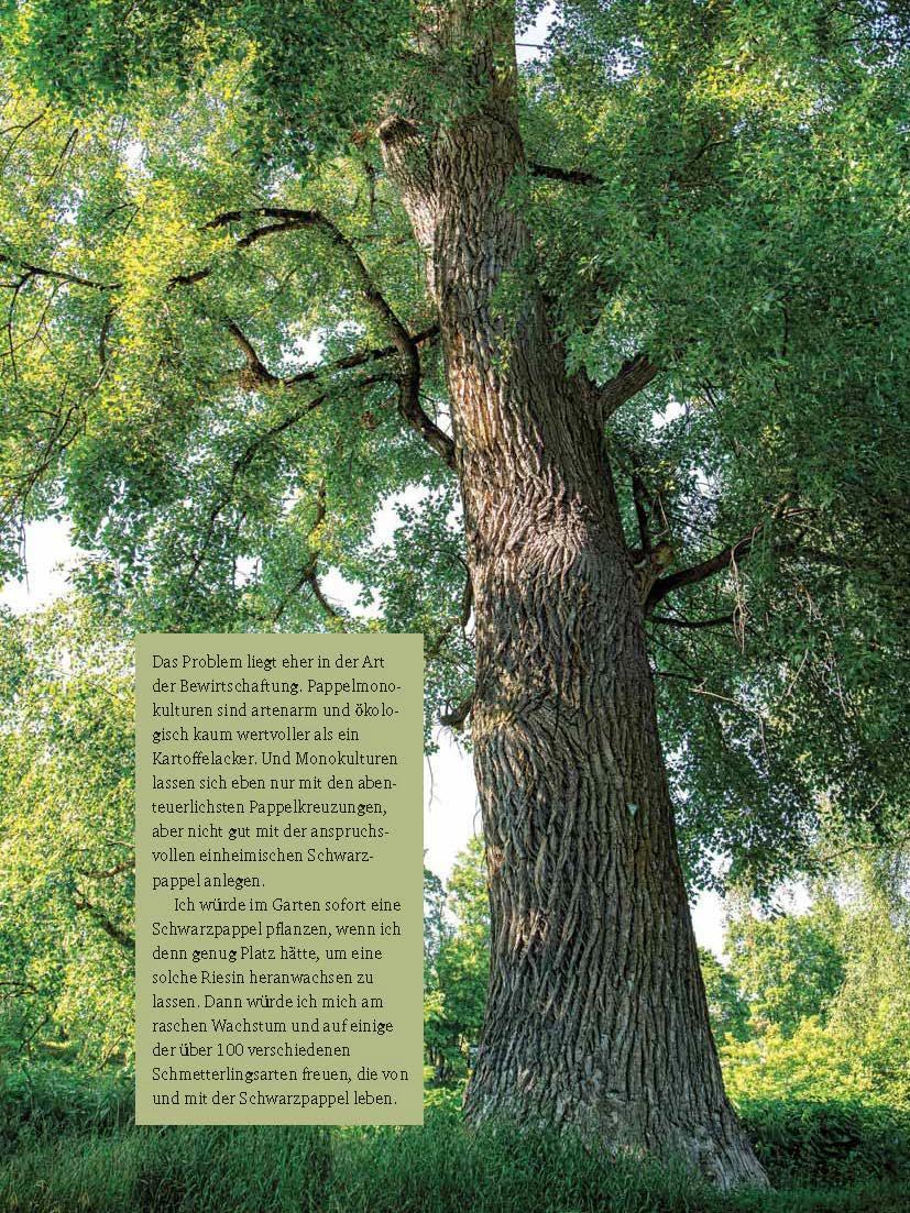 Bild: 9783955877927 | Faszinierende Bäume in Niederbayern | Jürgen Schuller | Buch | 168 S.
