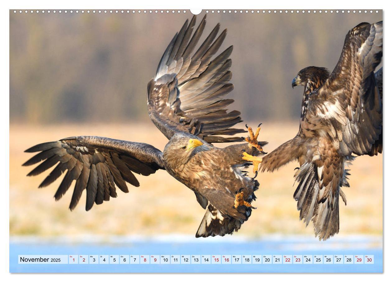 Bild: 9783435230105 | Majestätische Seeadler (Wandkalender 2025 DIN A2 quer), CALVENDO...