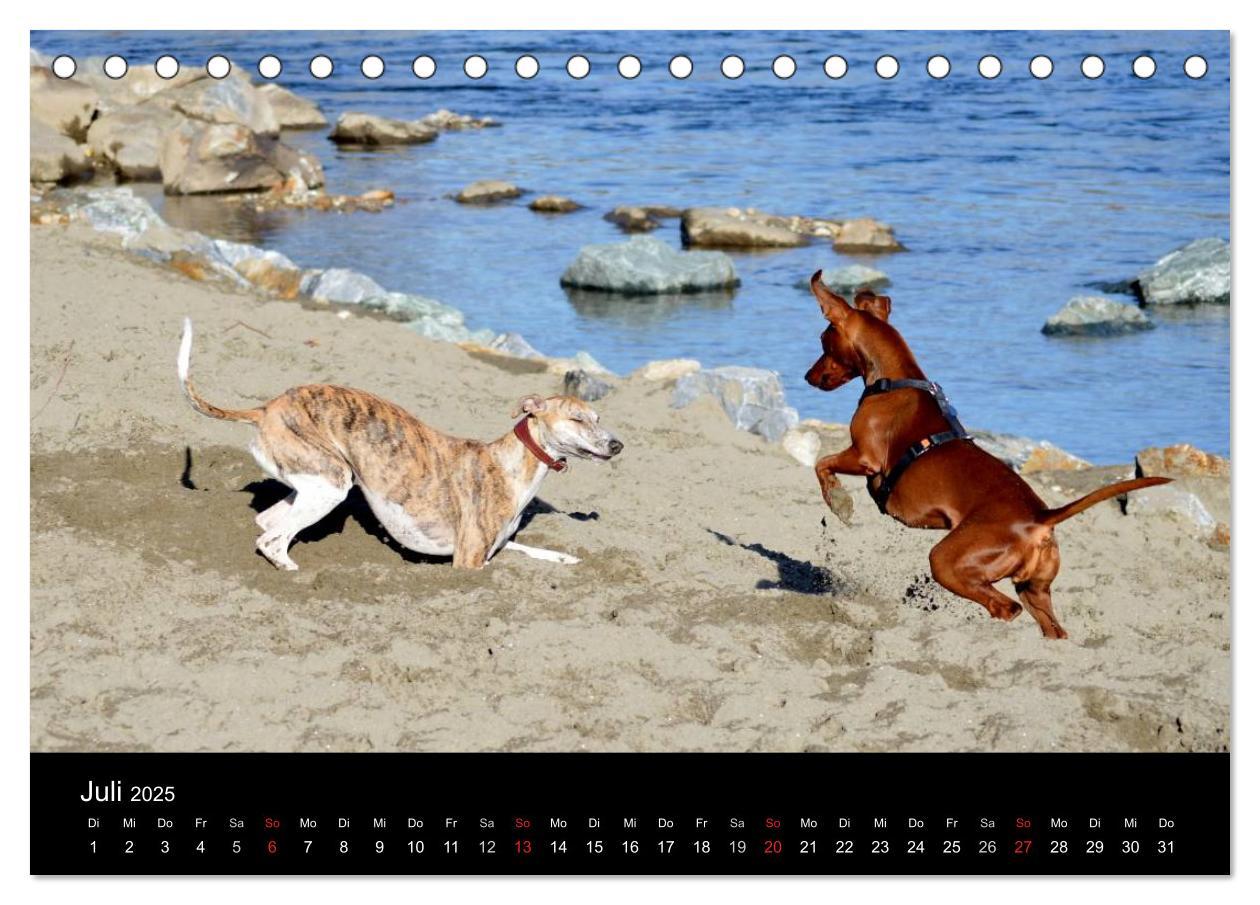 Bild: 9783435629909 | Whippets in Aktion (Tischkalender 2025 DIN A5 quer), CALVENDO...