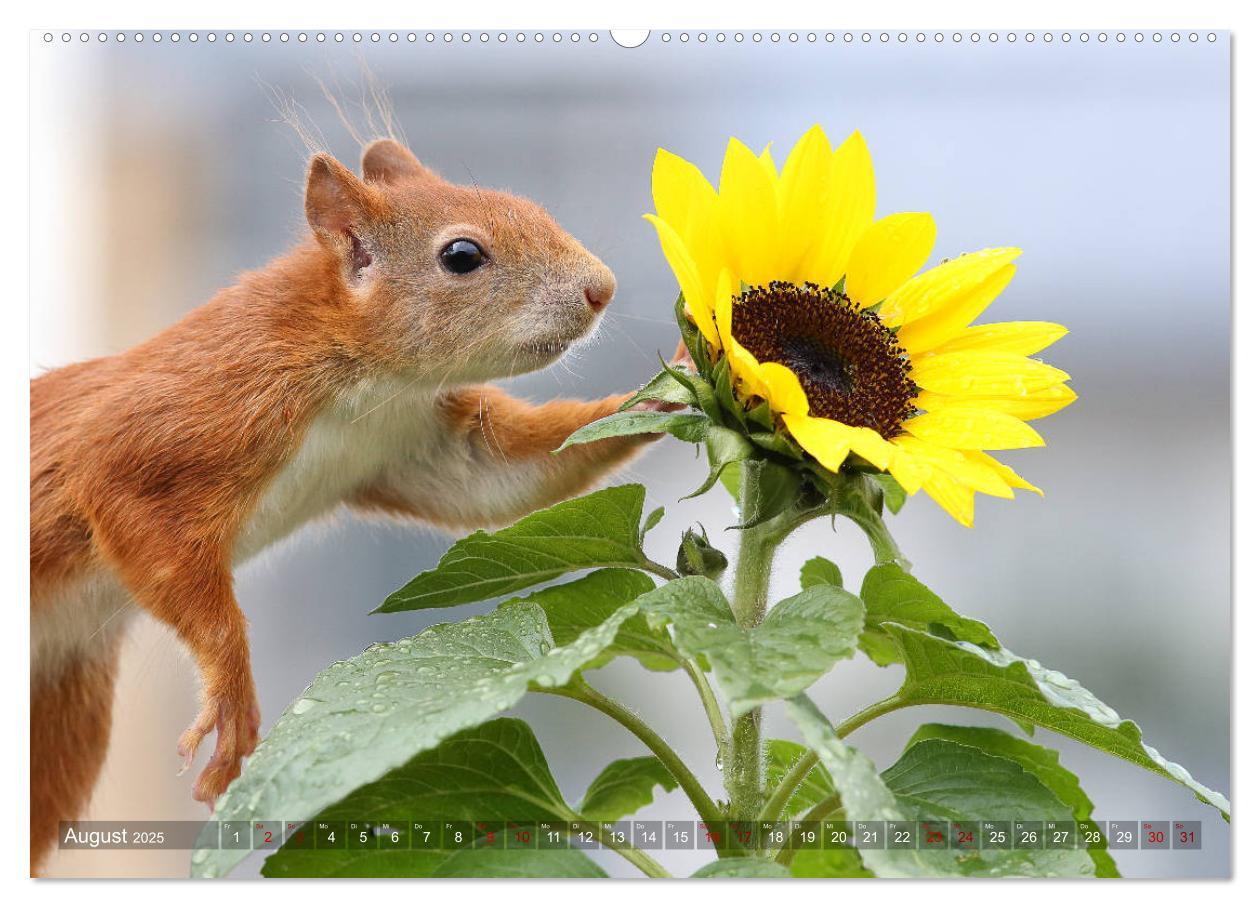 Bild: 9783435344963 | Eichhörnchen Luna und ihre Kinder (Wandkalender 2025 DIN A2 quer),...