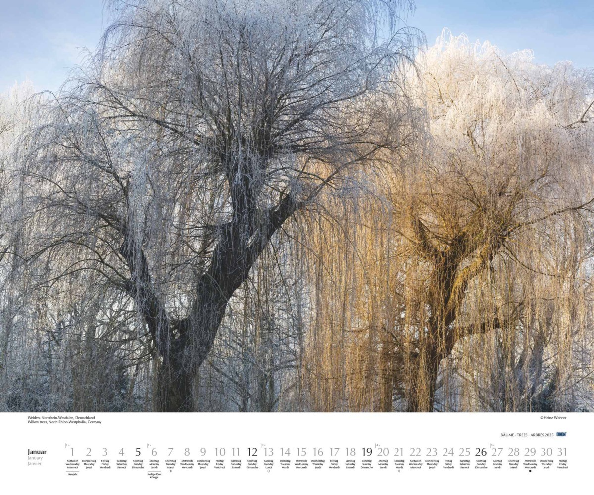 Bild: 4250809652733 | DUMONT - Bäume 2025 Wandkalender, 60x50cm, Fotokunst-Kalender mit...