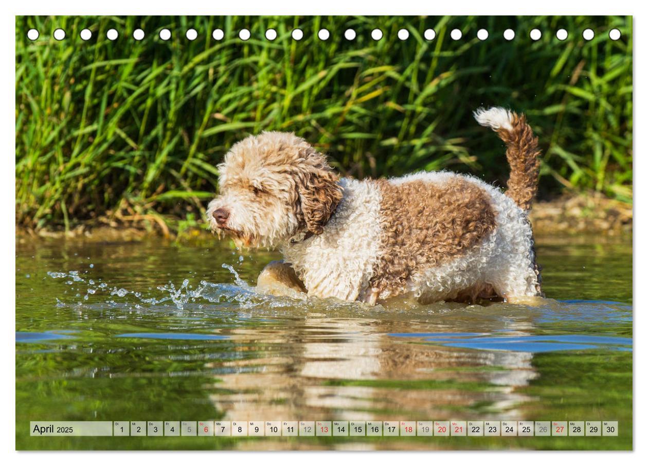 Bild: 9783435311484 | Lagotto Romagnolo - Ein Hund zum Verlieben (Tischkalender 2025 DIN...