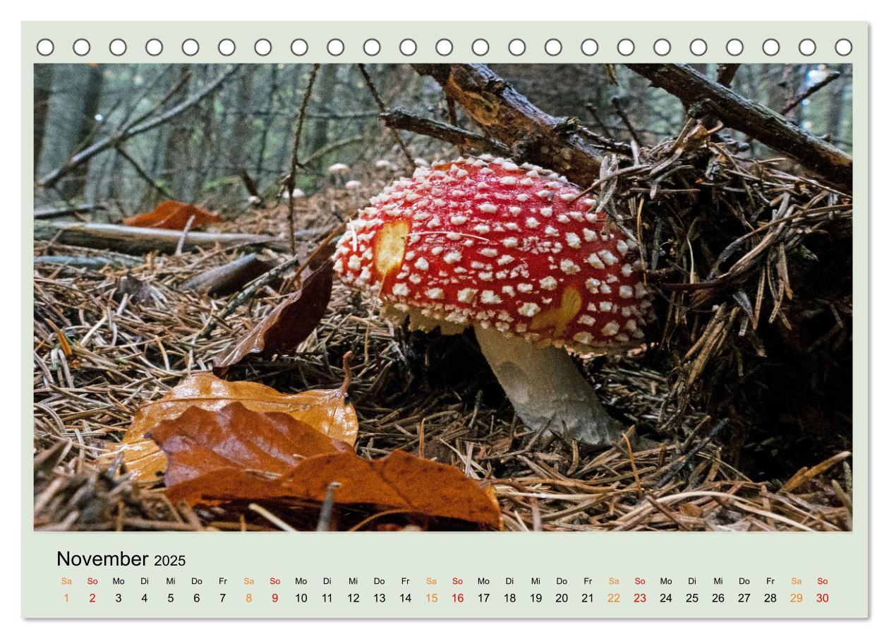 Bild: 9783383921834 | Im Fliegenpilz Rausch (Tischkalender 2025 DIN A5 quer), CALVENDO...