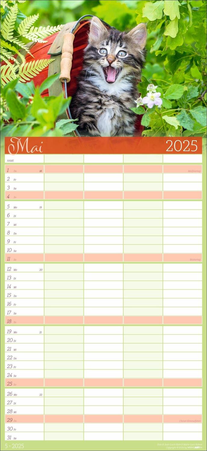 Bild: 9783839901038 | Cool Cats Familienplaner 2025 | Kalender | Spiralbindung | 15 S.
