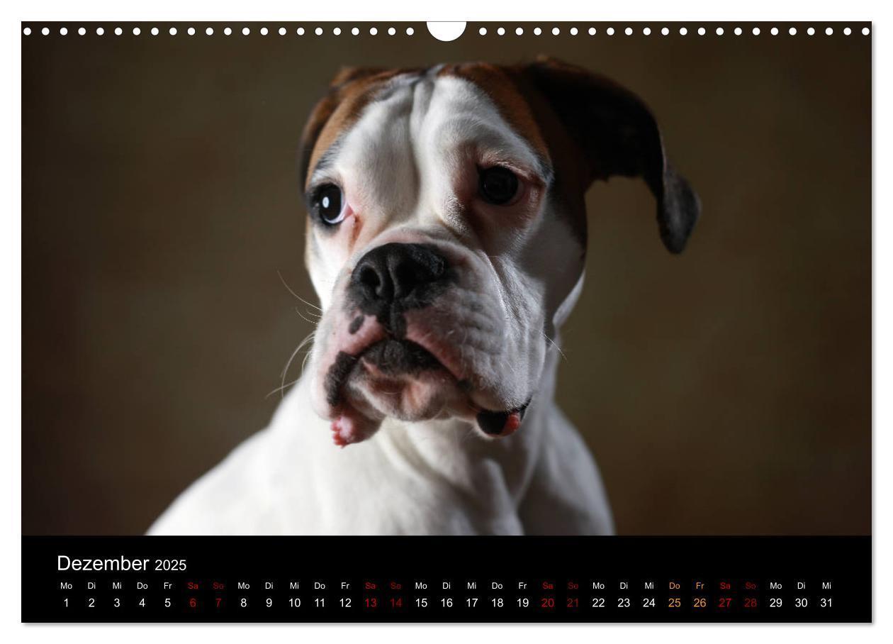 Bild: 9783435436255 | Liebenswerte Boxer (Wandkalender 2025 DIN A3 quer), CALVENDO...