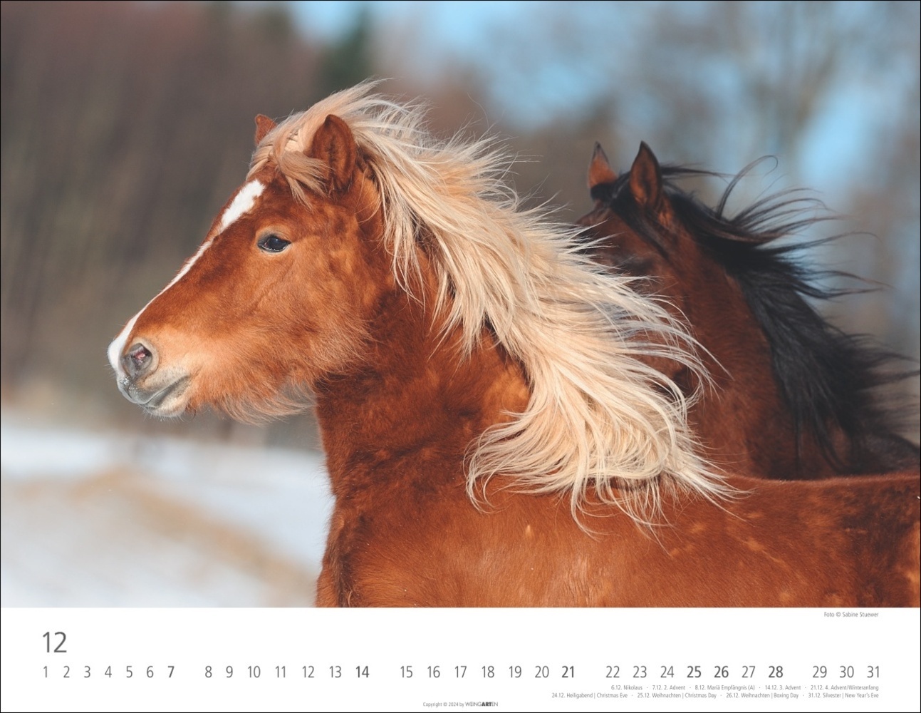 Bild: 9783839900406 | Islandpferde Kalender 2025 | Sabine Stuewer | Kalender | Spiralbindung