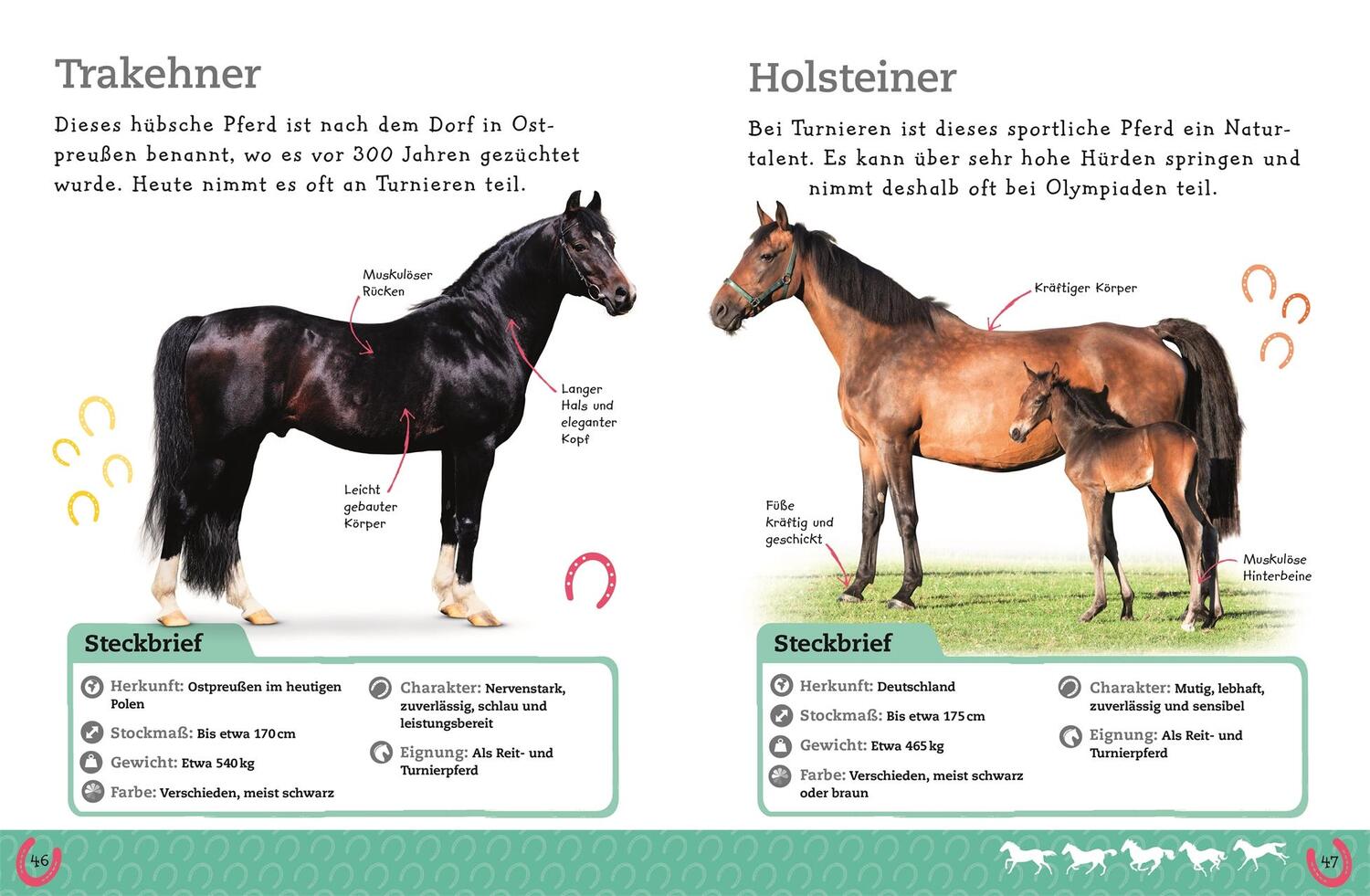 Bild: 9783831036929 | Pferde und Ponys | Alles über deine Lieblingstiere | Buch | 64 S.