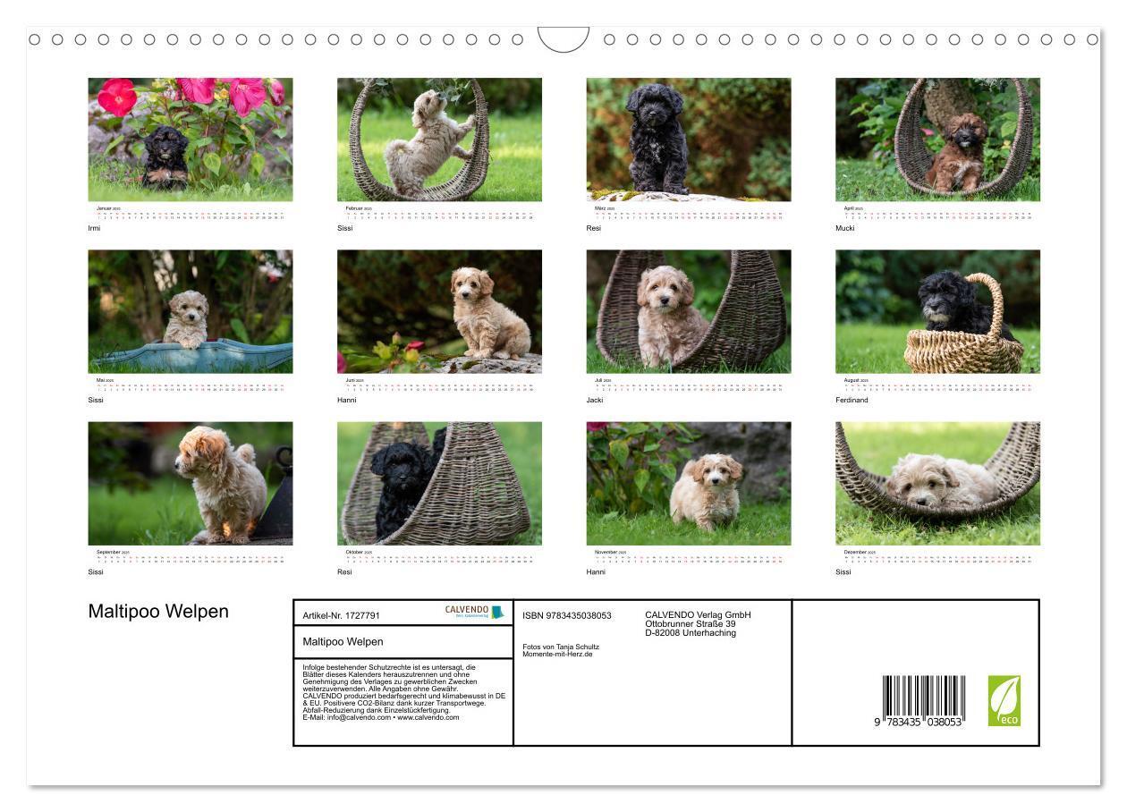 Bild: 9783435038053 | Maltipoo Welpen (Wandkalender 2025 DIN A3 quer), CALVENDO...