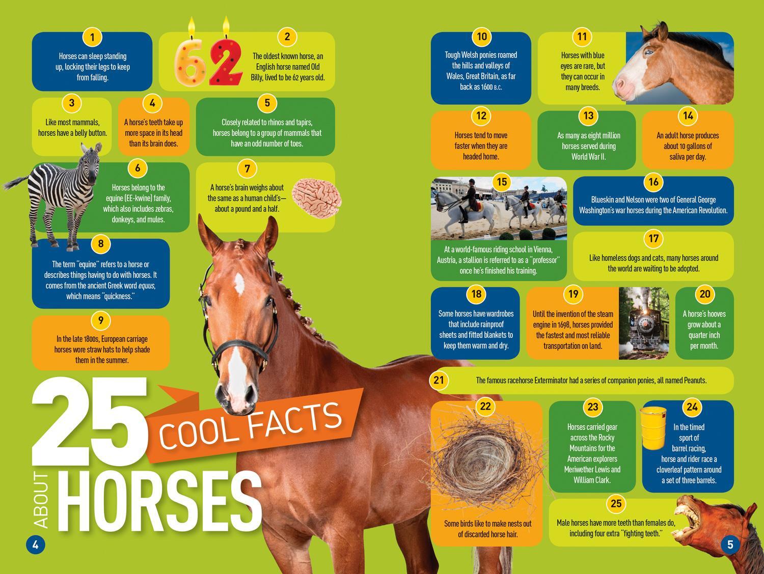 Bild: 9781426332388 | National Geographic Readers: Gallop! 100 Fun Facts about Horses (L3)