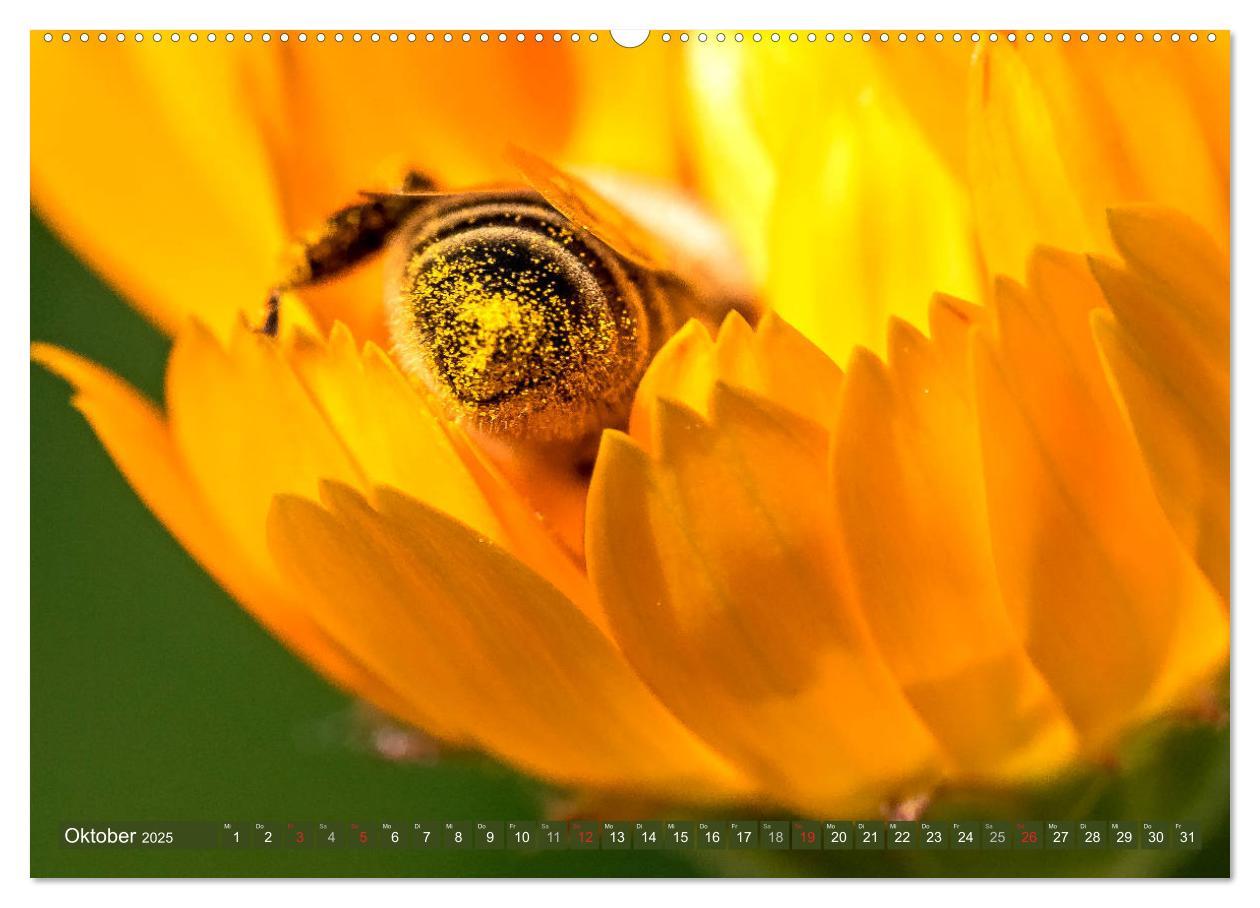 Bild: 9783435241569 | BIENEN - Kleine Nützlinge ganz groß (Wandkalender 2025 DIN A2...