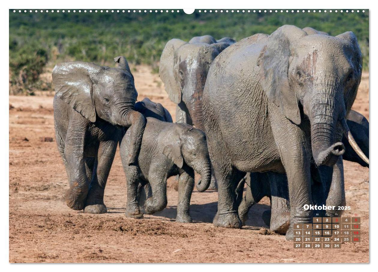 Bild: 9783435716258 | Afrikas Tierwelt: Elefantenbabys (Wandkalender 2025 DIN A2 quer),...