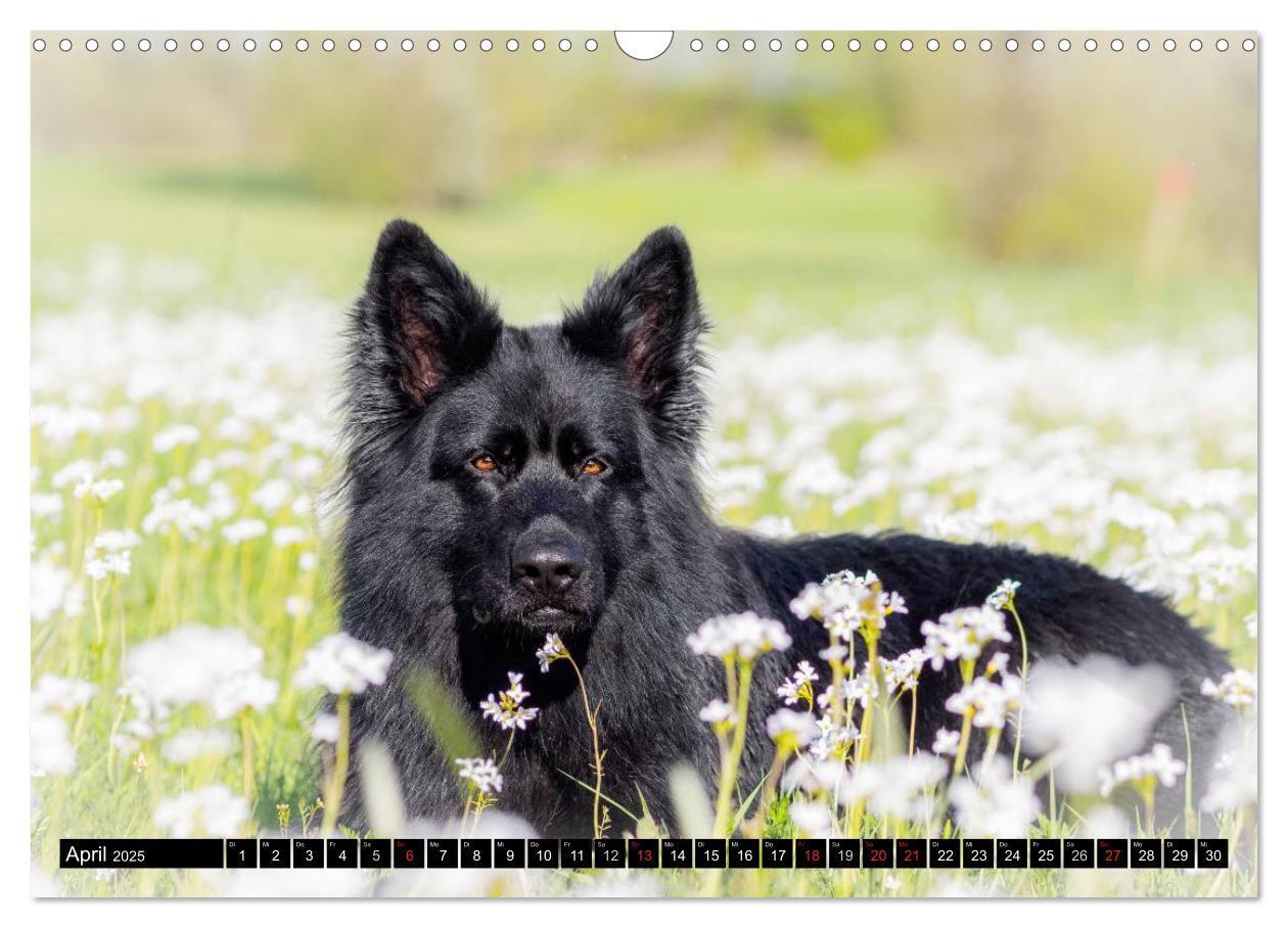 Bild: 9783435572908 | Schwarz ist schön! Der lackschwarze altdeutsche Schäferhund...