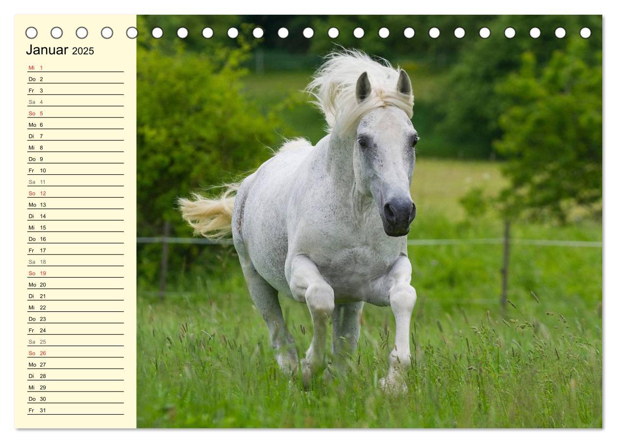 Bild: 9783435543991 | Traumpferd Lipizzaner (Tischkalender 2025 DIN A5 quer), CALVENDO...