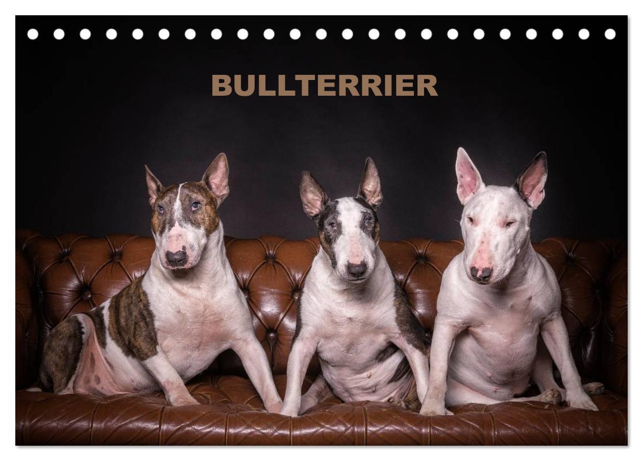 Cover: 9783435557431 | Bullterrier (Tischkalender 2025 DIN A5 quer), CALVENDO Monatskalender