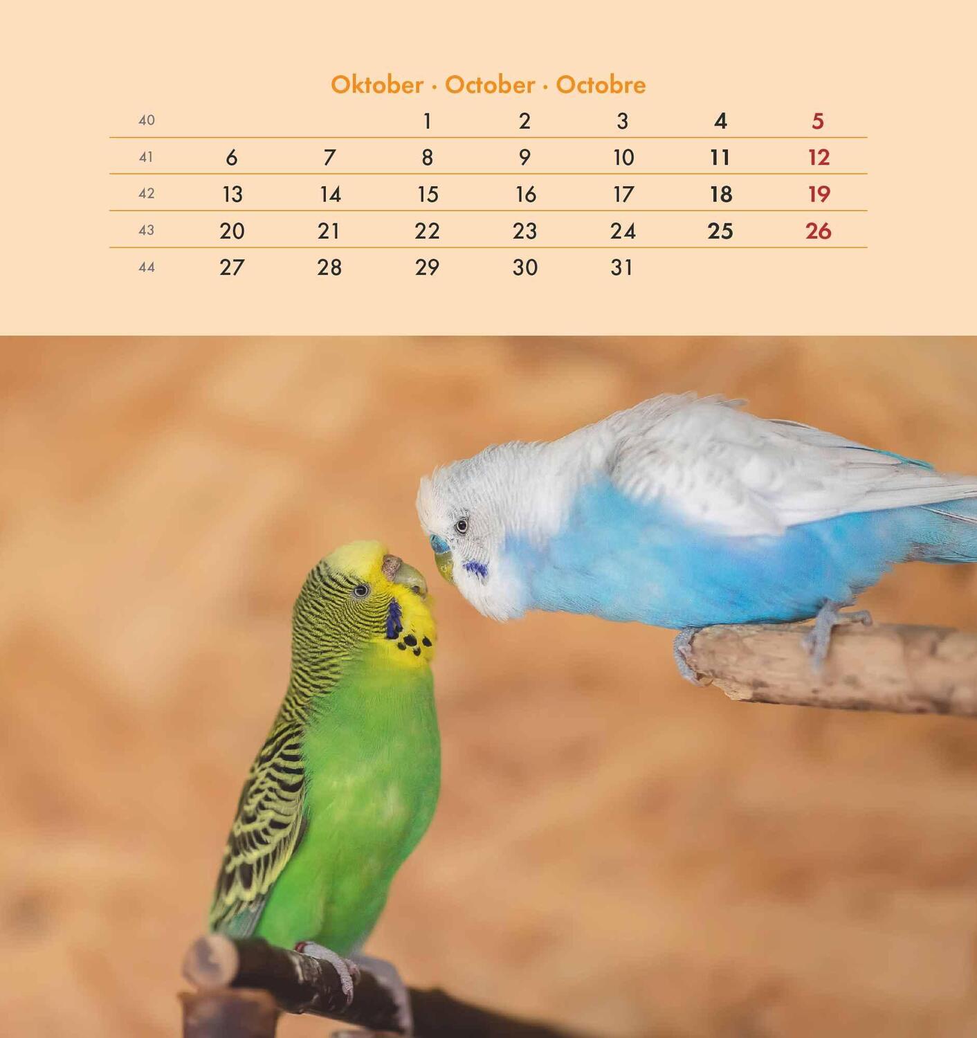 Bild: 4251732342319 | Wellensittiche 2025 - Postkartenkalender 16x17 cm - Budgies - zum...