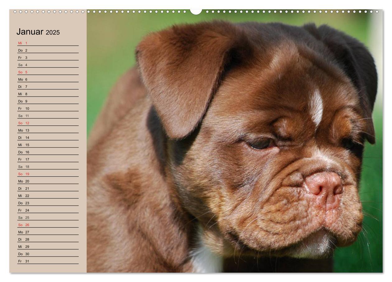 Bild: 9783435530861 | Faszination Bulldogge (hochwertiger Premium Wandkalender 2025 DIN...