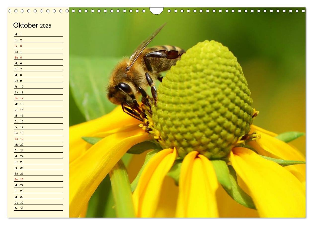 Bild: 9783435513970 | Fleißige Bienen. Von der Blüte bis zum Honig (Wandkalender 2025 DIN...