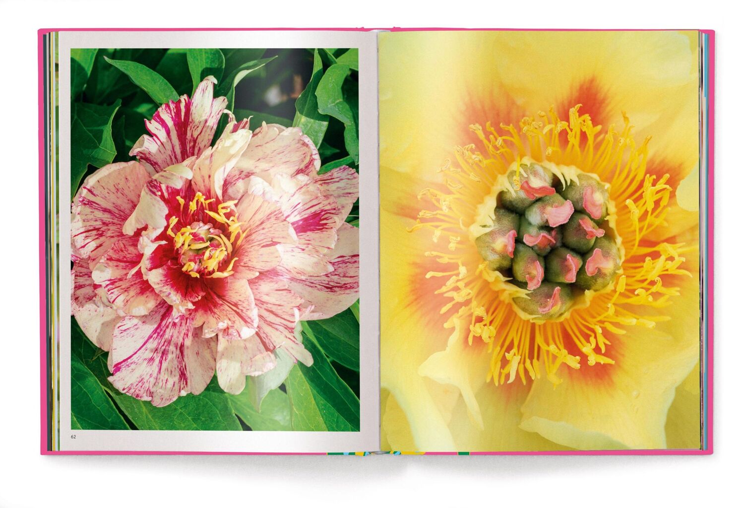 Bild: 9783961715503 | Floramour: Peonies | Anja Klaffenbach | Buch | 208 S. | Deutsch | 2024