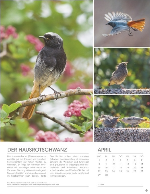 Bild: 9783756402731 | Vögel in unseren Gärten Posterkalender 2024. Viele Fotos und...