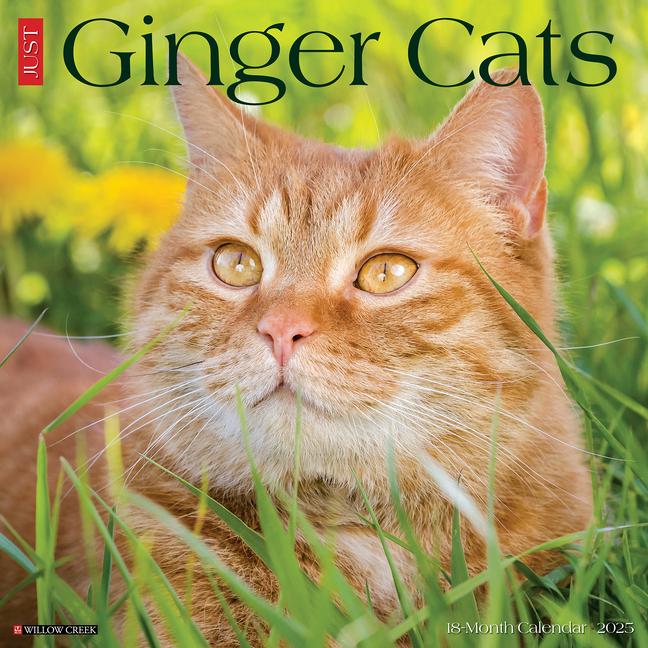 Cover: 9781549243059 | Just Ginger Cats 2025 12 X 12 Wall Calendar | Willow Creek Press