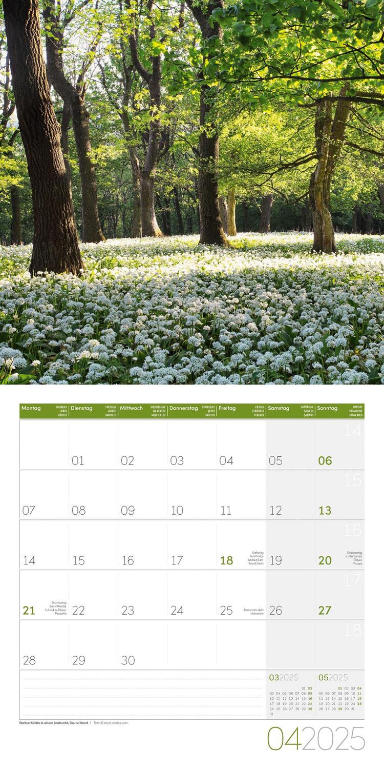 Bild: 9783838445113 | Zauber des Waldes Kalender 2025 - 30x30 | Ackermann Kunstverlag | 2025