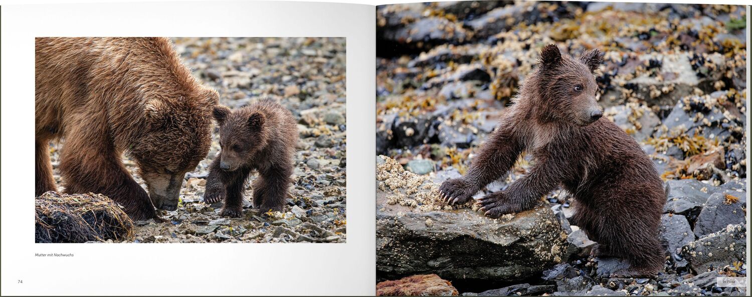 Bild: 9783943969306 | Vom Grizzly zum Teddybär | bärenstark und bärenlieb | Thomas Lange