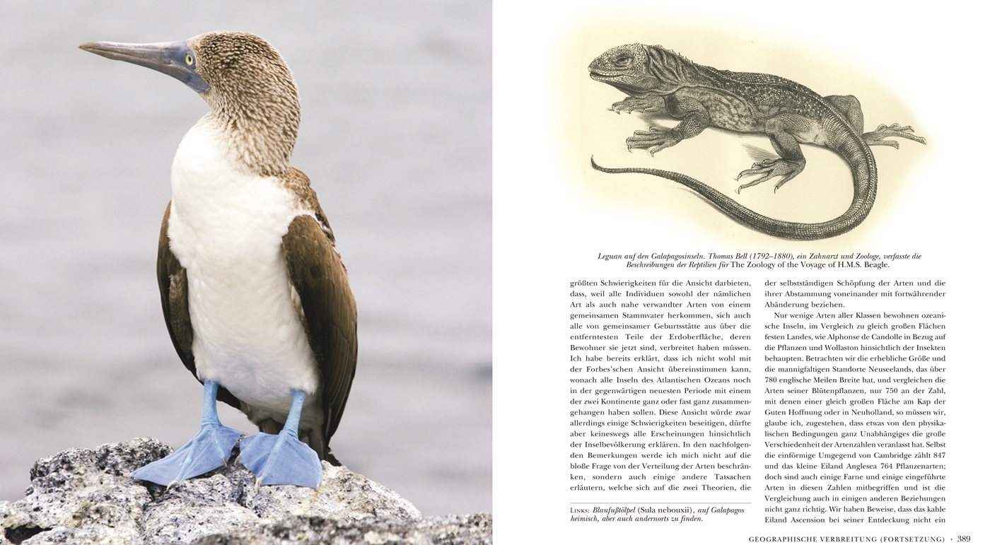 Bild: 9783806235852 | Die Entstehung der Arten | Illustrierte Edition | Charles Darwin | XVI