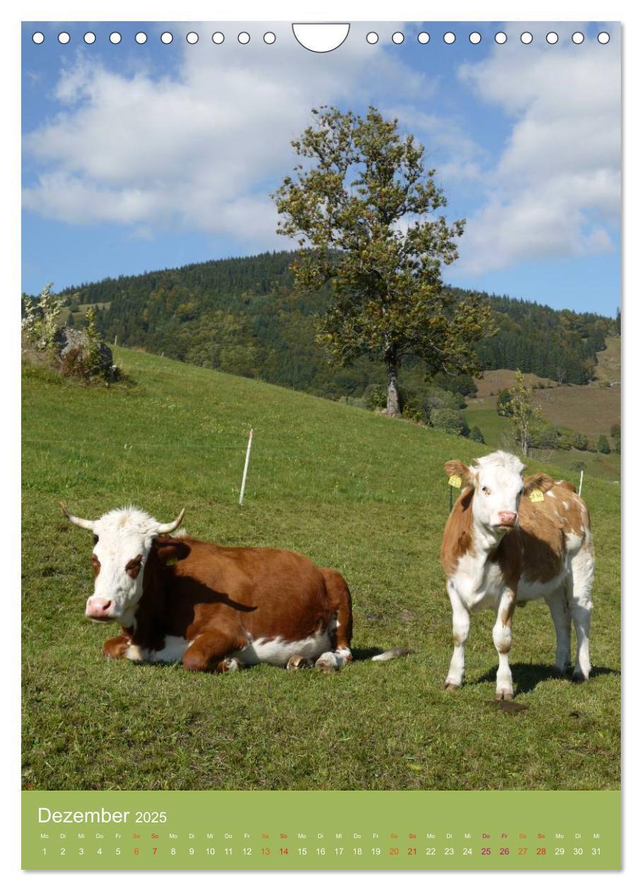 Bild: 9783457027752 | Schwarzwald und Kühe im Hochformat (Wandkalender 2025 DIN A4 hoch),...