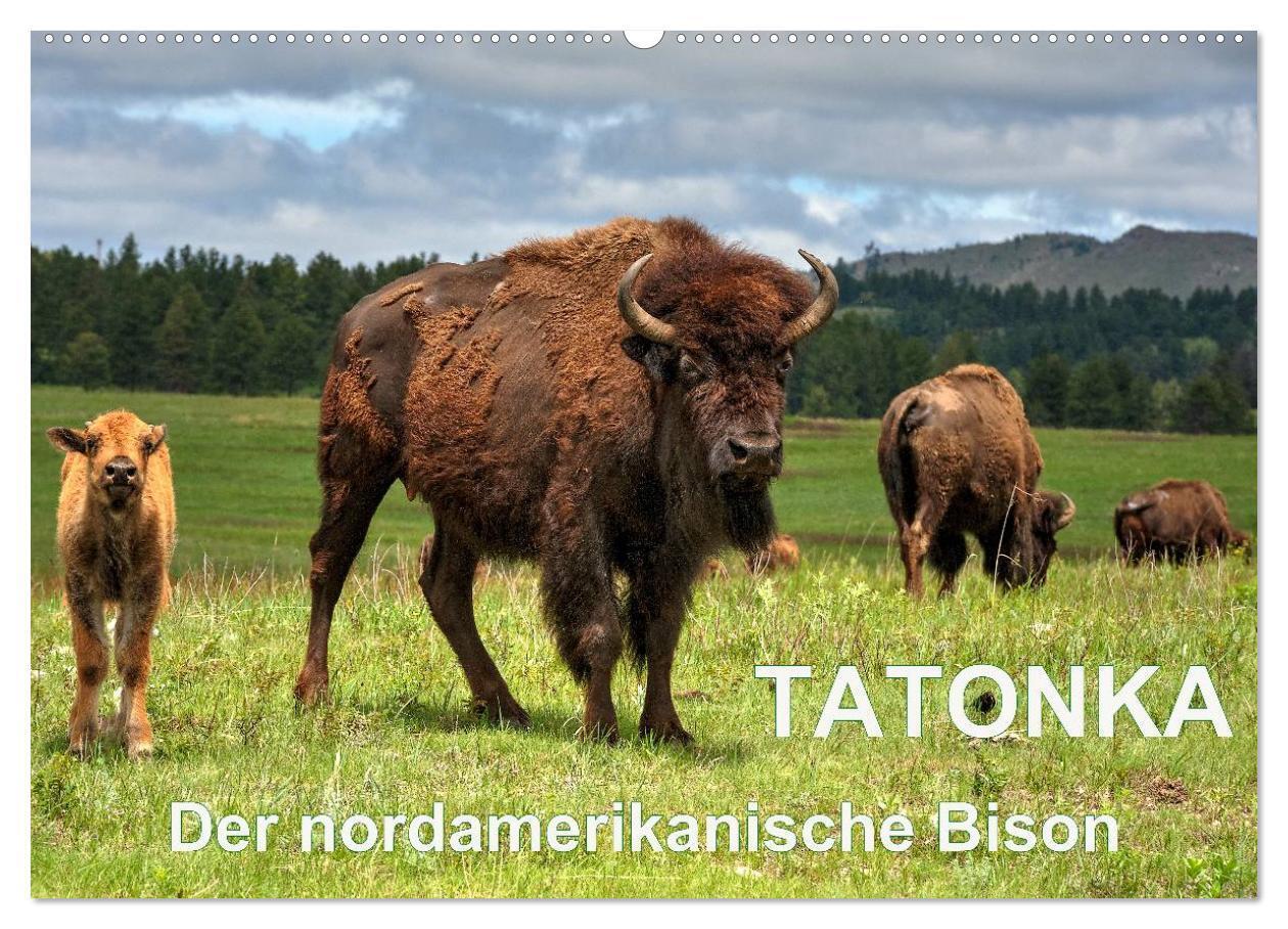 Cover: 9783435602872 | TATONKA Der nordamerikanische Bison (Wandkalender 2025 DIN A2...