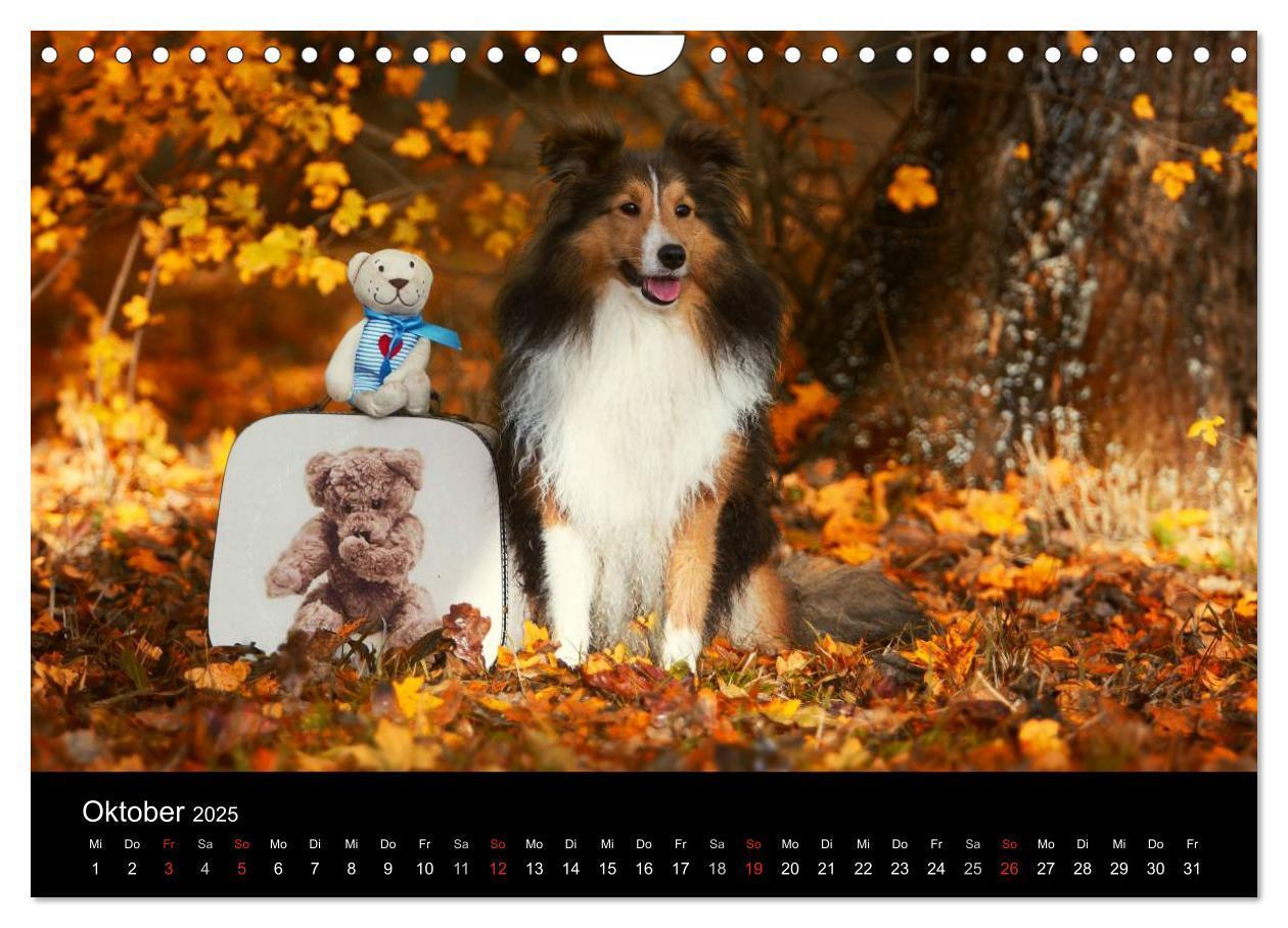 Bild: 9783435606795 | Wir lieben Shelties (Wandkalender 2025 DIN A4 quer), CALVENDO...