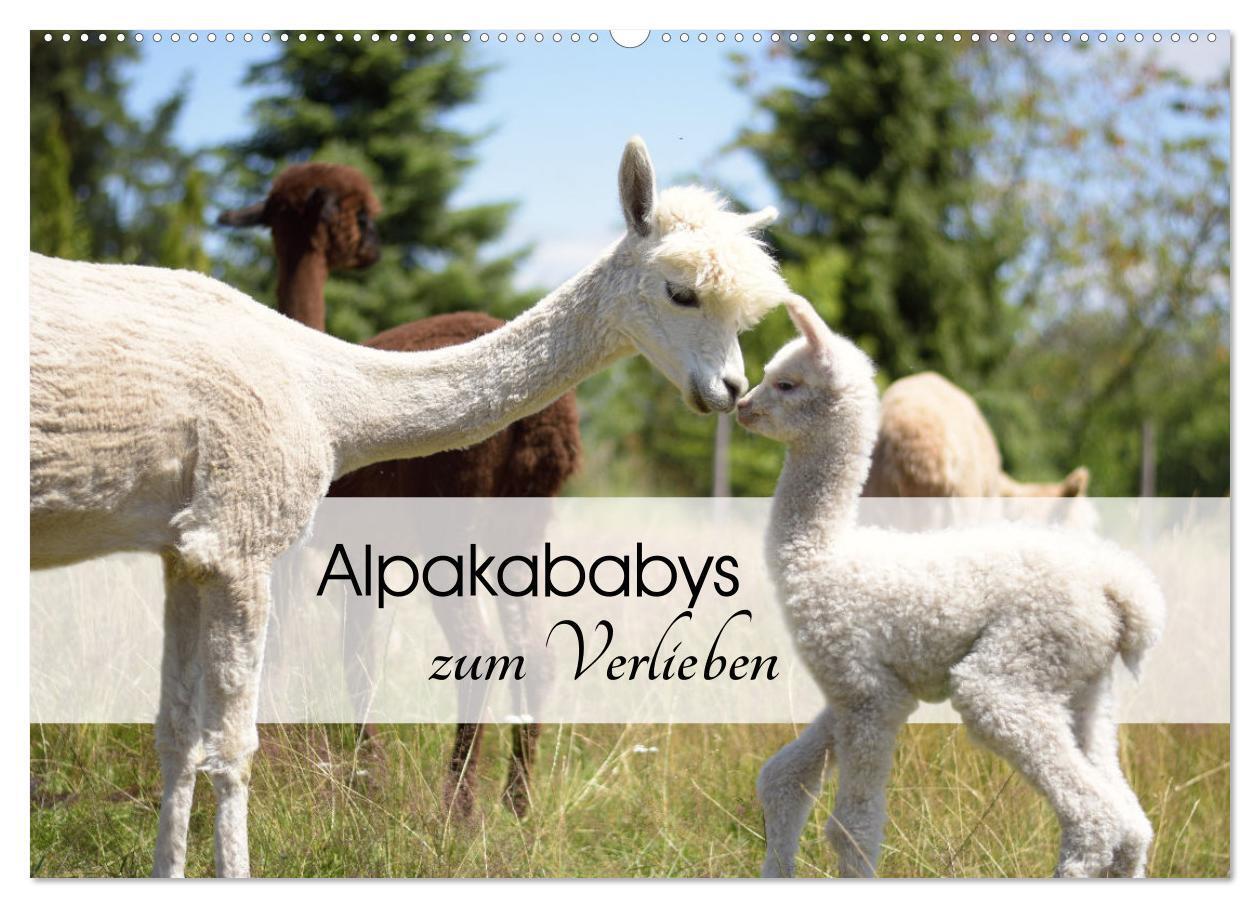 Cover: 9783675486201 | Alpakababys zum Verlieben (Wandkalender 2024 DIN A2 quer), CALVENDO...