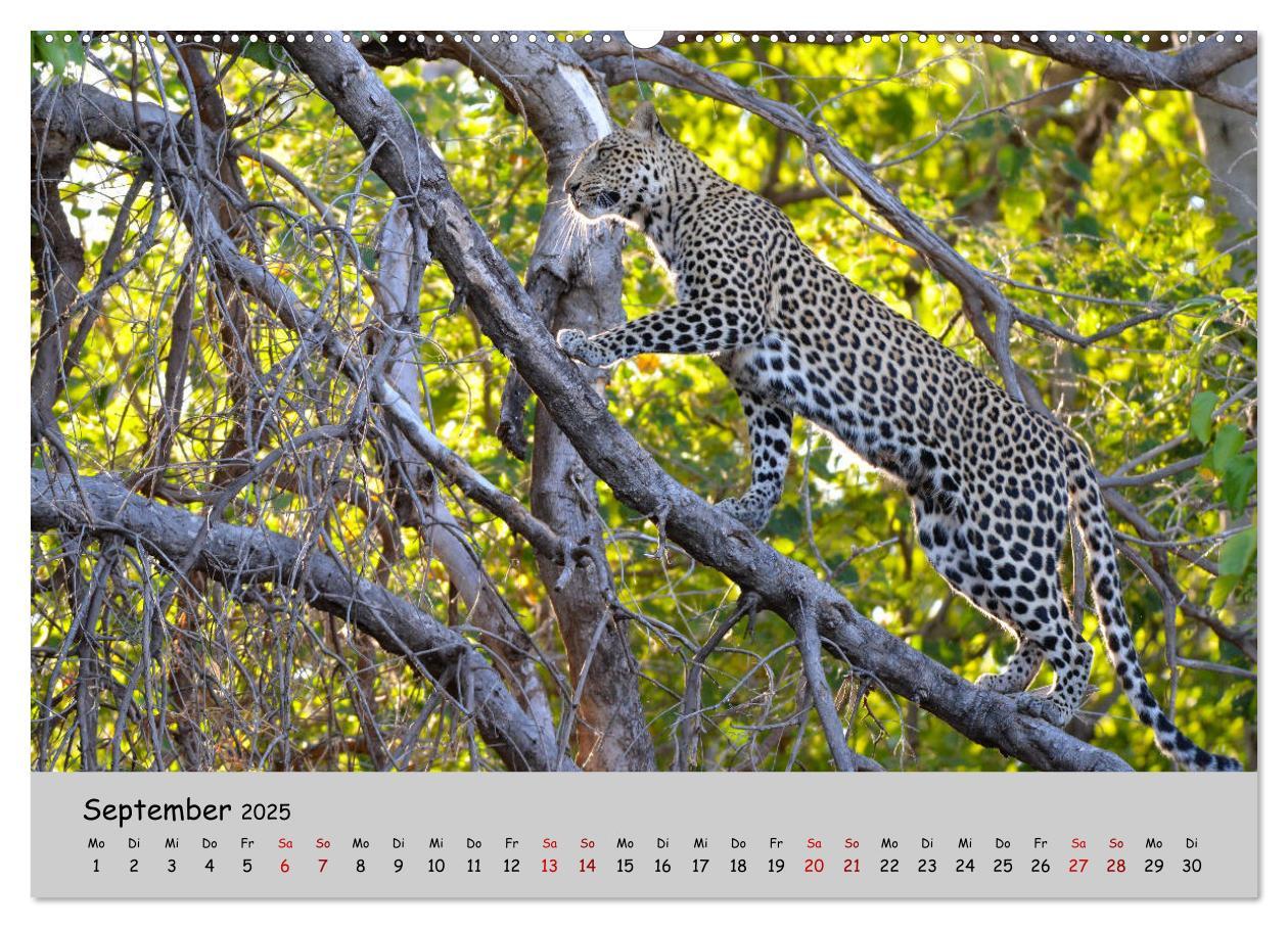 Bild: 9783435365296 | Leoparden - groß und klein (Wandkalender 2025 DIN A2 quer),...