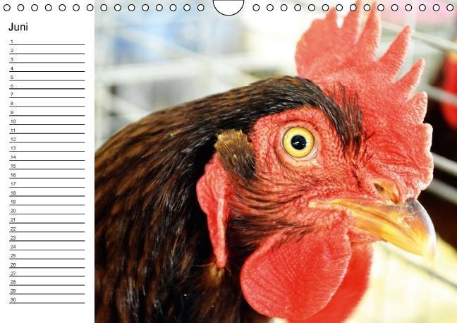 Bild: 9783660532081 | Hühner / Geburtstagskalender (Wandkalender immerwährend DIN A4 quer)