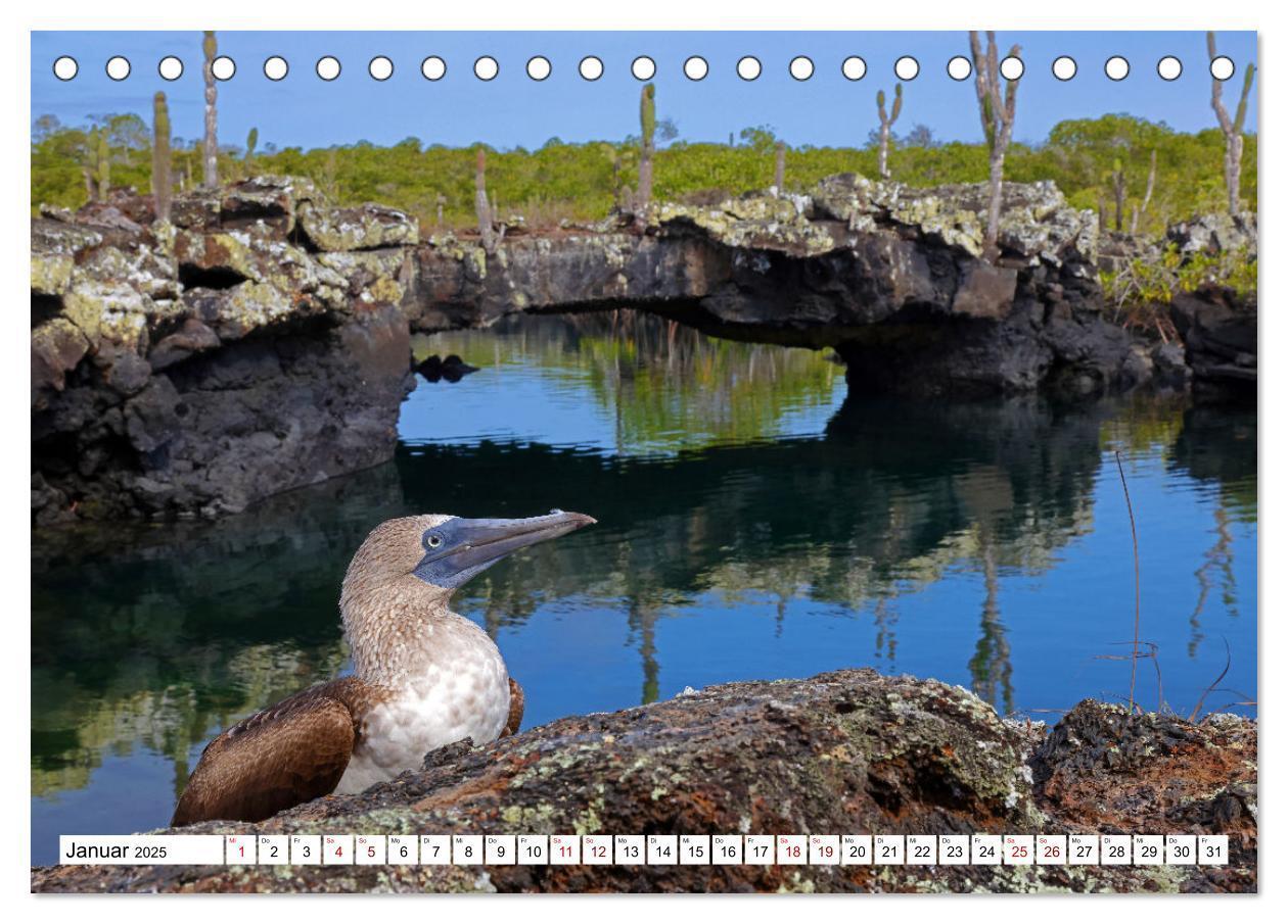 Bild: 9783383907647 | Galápagos - Die verwunschenen Inseln (Tischkalender 2025 DIN A5...