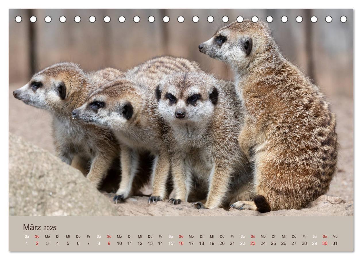 Bild: 9783435210206 | Quirlige Erdmännchen (Tischkalender 2025 DIN A5 quer), CALVENDO...