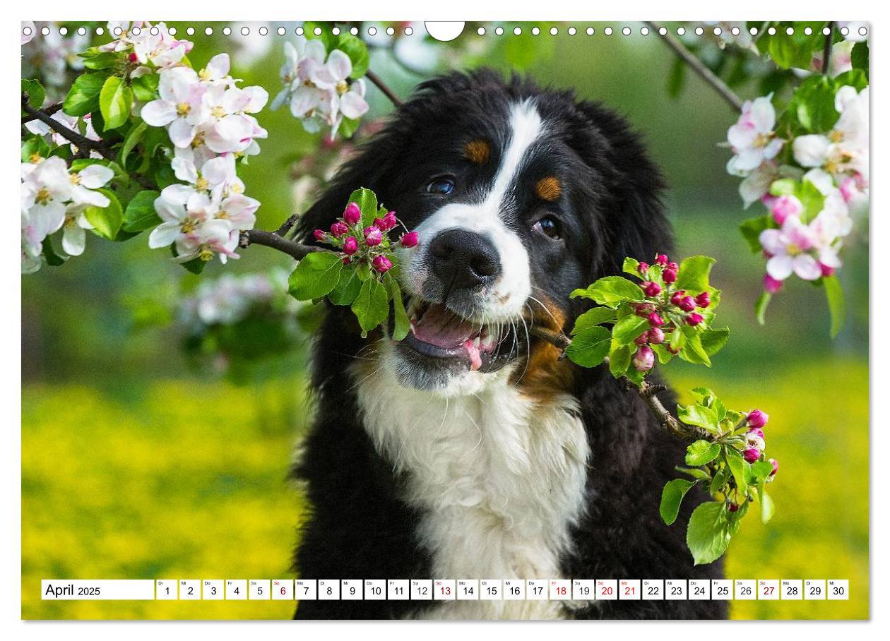 Bild: 9783435380800 | Faszinierende Schönheit Berner Sennenhund (Wandkalender 2025 DIN A3...