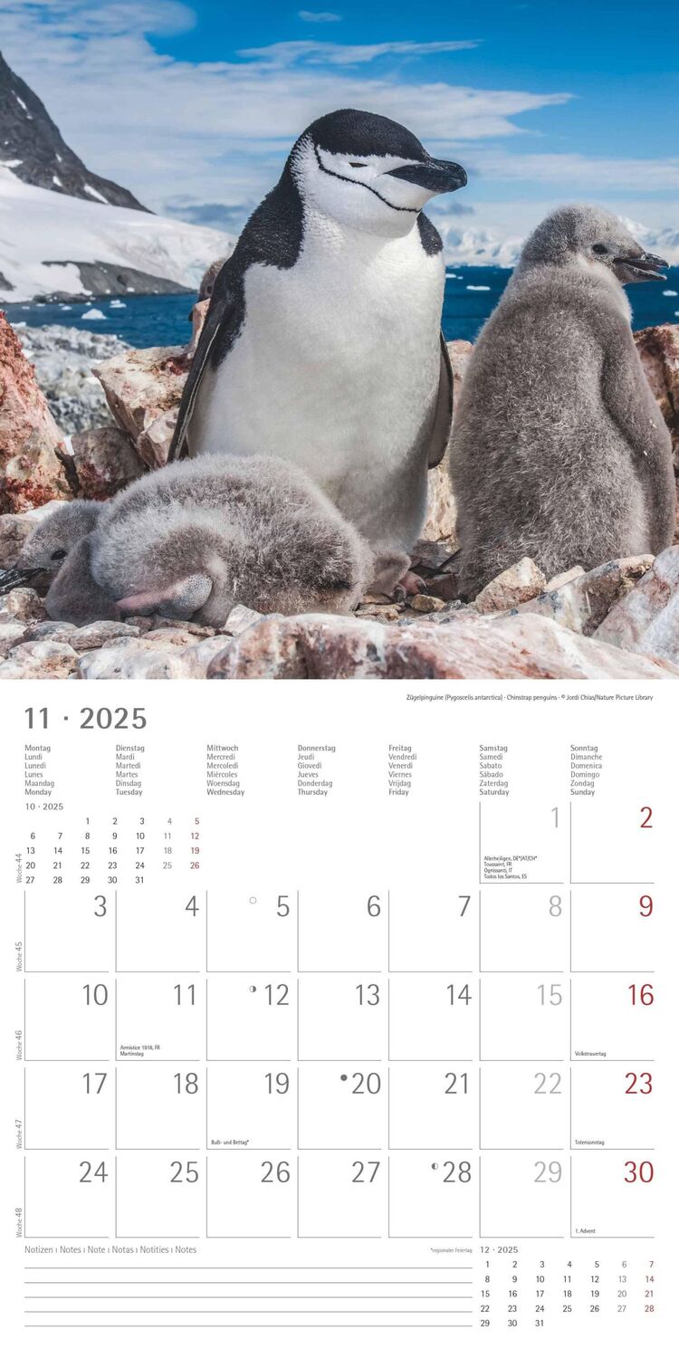 Bild: 4251732343101 | Pinguine 2025 - Broschürenkalender 30x30 cm (30x60 geöffnet) -...