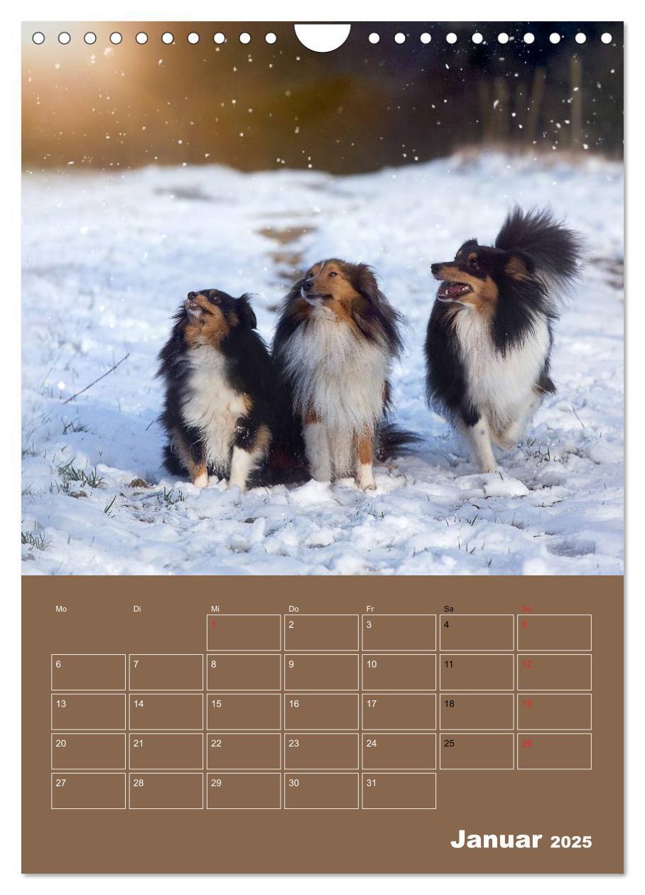 Bild: 9783457013298 | SHELTIES Herzensbrecher auf 4 Pfoten (Wandkalender 2025 DIN A4...