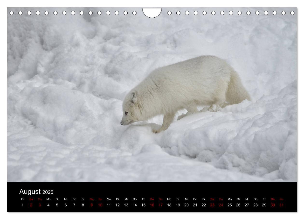 Bild: 9783435441167 | Polarfuchsstudien Wildlife (Wandkalender 2025 DIN A4 quer),...