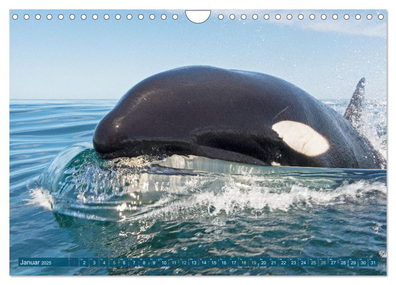 Bild: 9783383846755 | Orcas: Schwarz-weiße Giganten (Wandkalender 2025 DIN A4 quer),...