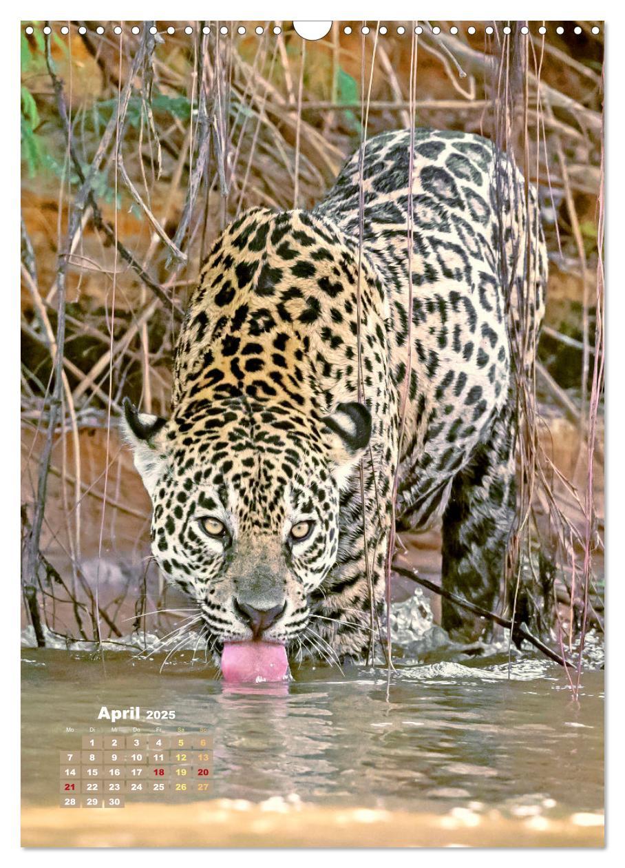 Bild: 9783435070183 | Raubkatzen: Die Jäger auf leisen Pfoten (Wandkalender 2025 DIN A3...