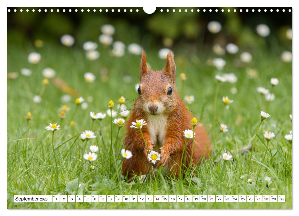 Bild: 9783435669912 | Eichhörnchen im Königlichen Garten (Wandkalender 2025 DIN A3 quer),...