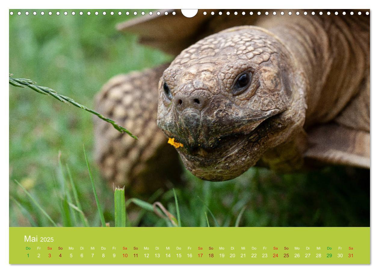 Bild: 9783435315505 | Meine Schildkröten (Wandkalender 2025 DIN A3 quer), CALVENDO...