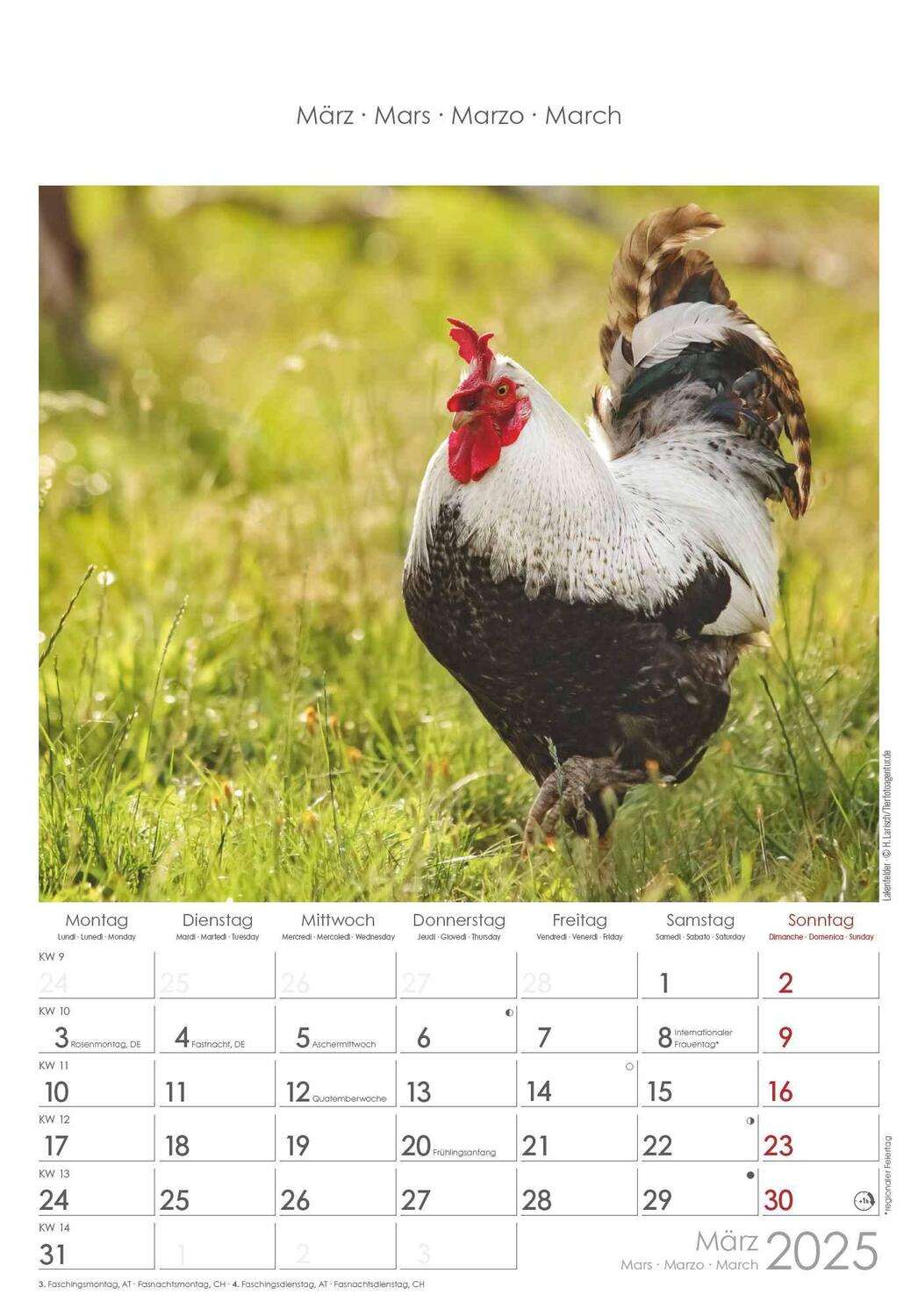Bild: 4251732344351 | Hühner 2025 - Bildkalender 23,7x34 cm - Kalender mit Platz für...