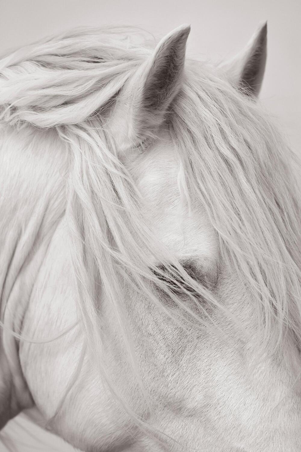 Bild: 9783961715763 | Untamed Spirits: Horses From Around the World | Drew Doggett | Buch
