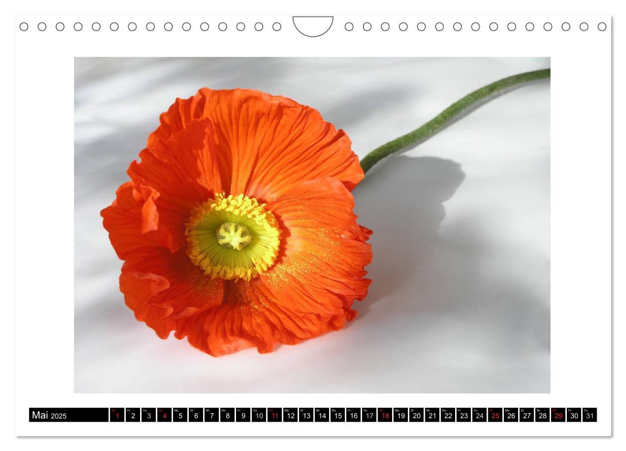 Bild: 9783435617517 | Mohn im Porträt (Wandkalender 2025 DIN A4 quer), CALVENDO...